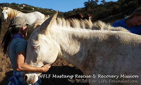 WFLF Mustang Rescue Mission